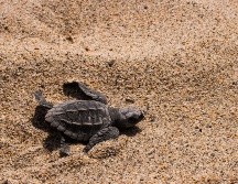 FOTO: WWW.EME-MEDIA.COM