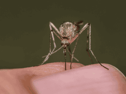 El Aedes aegypti, conocido como el mosquito de la fiebre amarilla, es capaz de adaptarse a las temperaturas en su 