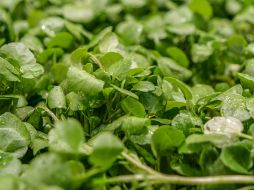 Uno de los mayores beneficios de esta verdura es su alto contenido de vitamina K. Unsplash.