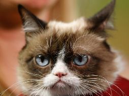 Luego de haber tratado a los gatos, es primordial desinfectar los muebles del hogar con vinagre blanco y agua caliente. AP / ARCHIVO