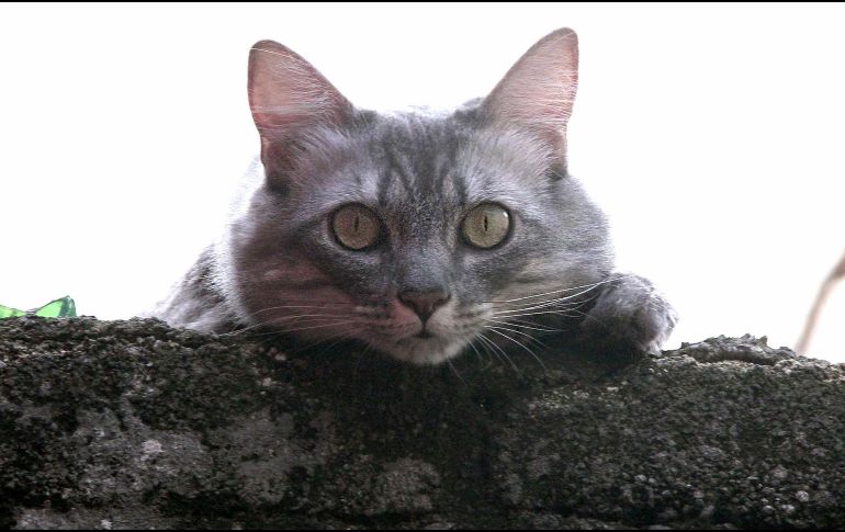 ¡No sólo son adorables! Los gatos en el hogar también traen importantes beneficios para la salud. EL INFORMADOR/ ARCHIVO