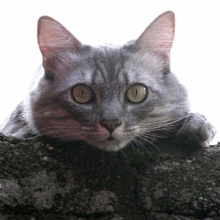 Conoce los principales beneficios de tener un gato en casa