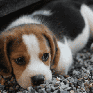 ¿Cuáles son las enfermedades mentales que puede padecer un perro?