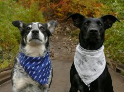 A través de su olfato más desarrollado, los animales pueden detectar enfermedades humanas. ESPECIAL/ Foto de Yuki Dog en Unsplash