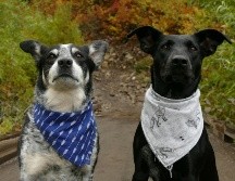 A través de su olfato más desarrollado, los animales pueden detectar enfermedades humanas. ESPECIAL/ Foto de Yuki Dog en Unsplash