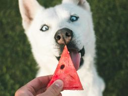 Los perros también pueden comer frutas y verduras. ESPECIAL/ Foto de Marek Szturc en Unsplash