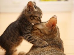 El estudio destaca que la mayoría de estas enfermedades son prevenibles con el cuidado adecuado. Pixabay.