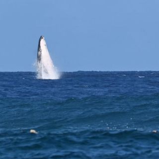 Ballena salta durante semifinal de surf en París 2024