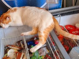 Que un gato trepe es algo muy natural y no lo hace para molestar, sino porque para él es lo más normal del mundo. EL INFORMADOR / O. Álvarez