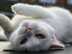 En México no se tiene una cifra exacta sobre la cantidad de gatos callejeros en situación de abandono. Pexels