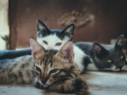 Está comprobado científicamente que tener gatos en casa reduce los niveles de estrés.  ESPECIAL / Pexels / @Mustafa ezz