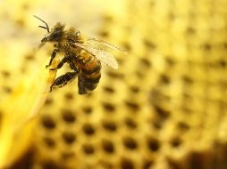 En los últimos quince días, se han registrado incidentes similares en los municipios de Ahome y Guasave. Xinhua/ARCHIVO