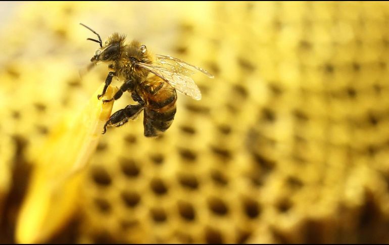 En los últimos quince días, se han registrado incidentes similares en los municipios de Ahome y Guasave. Xinhua/ARCHIVO