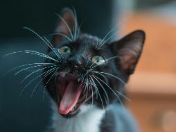 Los gatos son la segunda mascota más popular después de los perros en nuestro país. Pexels