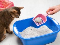 Elegir la arena adecuada no solo mejorará la calidad de vida de tu gato, sino que también ayudará a mantener tu hogar limpio y libre de olores. Pixabay