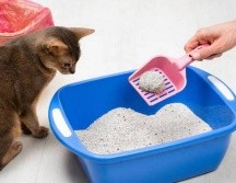 Elegir la arena adecuada no solo mejorará la calidad de vida de tu gato, sino que también ayudará a mantener tu hogar limpio y libre de olores. Pixabay