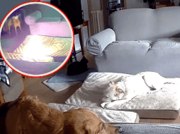 Ya que los tres animales se encontraban solos en el momento del accidente, se especula sobre el posiblemente trágico desenlace, pues hasta hace poco se desconocía la resolusión del caso. X/@therealbuni