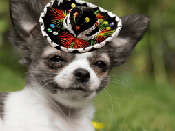 Los perros mexicanos son, sin duda, un orgullo nacional y un tesoro vivo. ESPECIAL