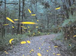 Santuario de las Luciérnagas. Ubicado en Tlaxcala, los meses ideales para visitarlo son junio, julio y agosto. AFP