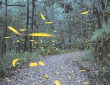 Santuario de las Luciérnagas. Ubicado en Tlaxcala, los meses ideales para visitarlo son junio, julio y agosto. AFP
