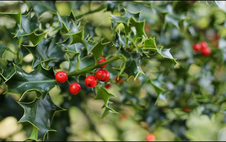 El muérdago, conocido científicamente como 