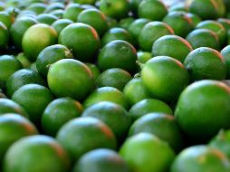 Productores de limón paralizaron sus actividades por los bajos precios de compra del cítrico, aunado a la presunta alza de extorsiones. EL INFORMADOR / ARCHIVO