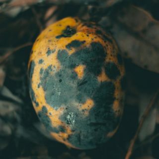 ¿Qué pasa si como mango con manchas negras?