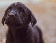 La cita es este jueves 15 de agosto a las 20:00 horas. Unsplash.