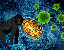 La viruela del mono, como era antes conocida el mpox, tiene en alerta al mundo y es importante reconocer de qué se trata para estar bien informados. UNSPLASH/ National Institute of Allergy and Infectious Diseases/ ESPECIAL