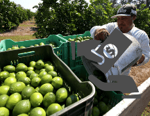 Michoacán es el estado líder en producción de limón en México, teniendo con una cosecha anual que ronda las 700 mil toneladas. EFE/ ARCHIVO/ ESPECIAL