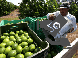 Michoacán es el estado líder en producción de limón en México, teniendo con una cosecha anual que ronda las 700 mil toneladas. EFE/ ARCHIVO/ ESPECIAL