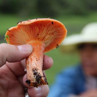 El polémico tratamiento en México a base de hongos para ansiedad y depresión