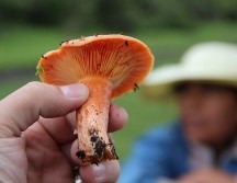 En México, los hongos psilocibes son considerados una droga. La única excepción de la prohibición, especificada en el Código Penal, es para las comunidades indígenas. NTX / ARCHIVO