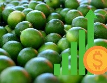 El precio del limón ha alcanzado niveles alarmantes en varias entidades. EL INFORMADOR/ ARCHIVO.