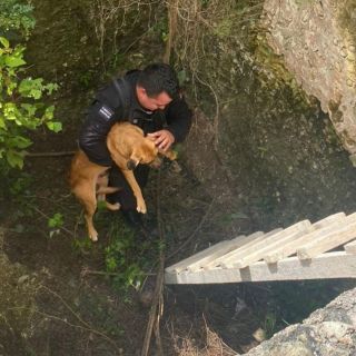 Rescatan a perro ciego que cayó en sumidero