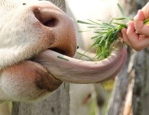 Es importante moderar el consumo de lengua de res, ya que puede contener grasas saturadas, calorías y colesterol en exceso, lo que podría tener efectos negativos en la salud si se consume en exceso. CANVA