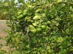 Para proteger a limoneros michoacanos, los gobiernos federal y estatal decidieron aumentar el número de efectivos de la Policía Auxiliar, con el respaldo de la Guardia Civil, la Sedena y la Guardia Nacional. EL INFORMADOR / ARCHIVO