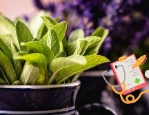 Esta planta ha sido valorada en la medicina tradicional durante siglos por sus propiedades antiinflamatorias, antimicrobianas y antisépticas. Unsplash.