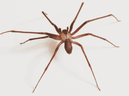 La mordedura de estas arañas suele ser de alta peligrosidad en el ser humano. Unsplash / @Timothy Dykes