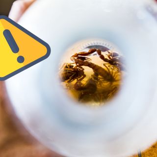 Estas son las zonas que hay que evitar porque podrían tener alacranes