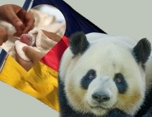 Los pandas recién nacidos son calvos, diminutos y ciegos. EFE, Pexels y Unsplash