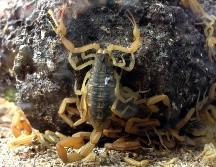 Combatir esta plaga requiere un enfoque integral que no solo incluya la eliminación de los alacranes presentes, sino también la implementación de medidas preventivas para evitar futuras infestaciones. NTX / ARCHIVO