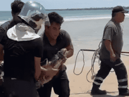 Con apoyo de cuerdas, los Bomberos sometieron al cocodrilo, el cual medía aproximadamente dos metros de largo.