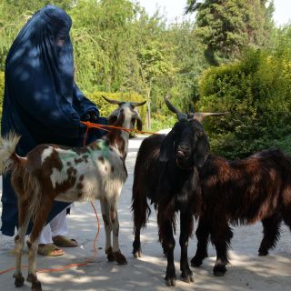 La comunidad internacional critica ley moral de talibanes