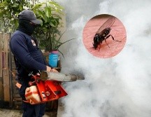 La mayoría de los casos se han registrado en la región amazónica y en Bahía. EFE / ARCHIVO