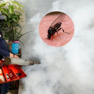 Brote de oropouche: Muertes por este virus ponen en alerta a Latinoamérica