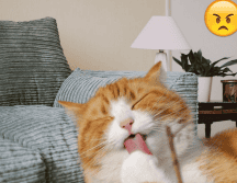 Todos los gatos naranjas tienen rayas y la mayoría son machos. Pexels