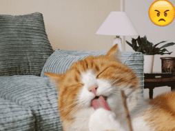 Todos los gatos naranjas tienen rayas y la mayoría son machos. Pexels