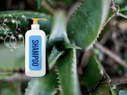 Agregar este ingrediente al shampoo es una manera efectiva y natural de mejorar la salud de tu cabello. EL INFORMADOR / ARCHIVO