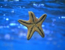 Las estrellas de mar poseen increíbles capacidades regenerativas. UNSPLASH / K. CANTÚ